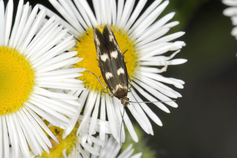 Scythris scopolella,  Scythrididae